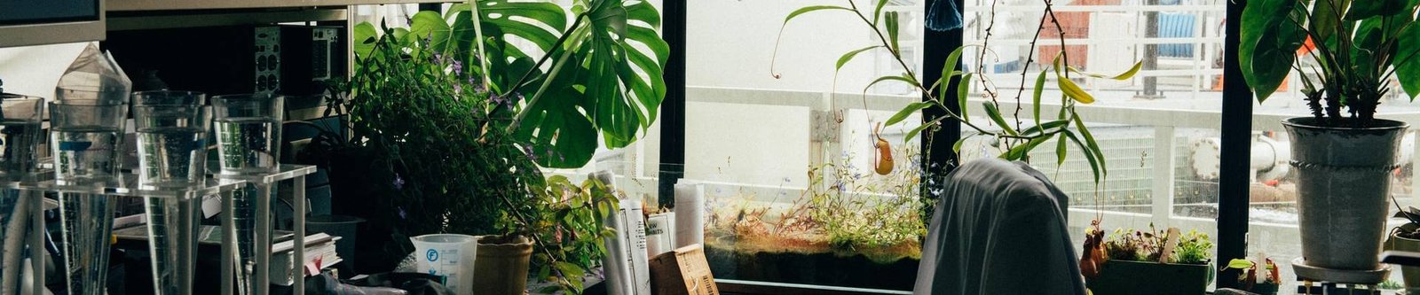 Plants in a lab space